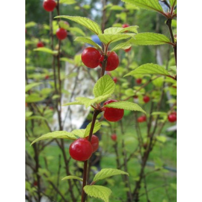 Nukkakirsikka (Prunus tomentosa) Nukkakirsikka (Prunus tomentosa)